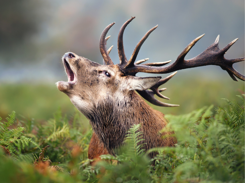 How to Start Deer Farming