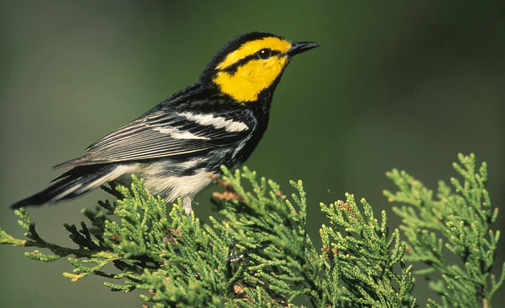 Why changing the Endangered Species Act’s definition of ‘harm’ would undo key protections