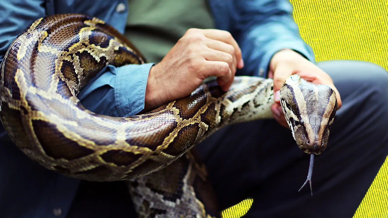 How robot rabbits are saving the Everglades