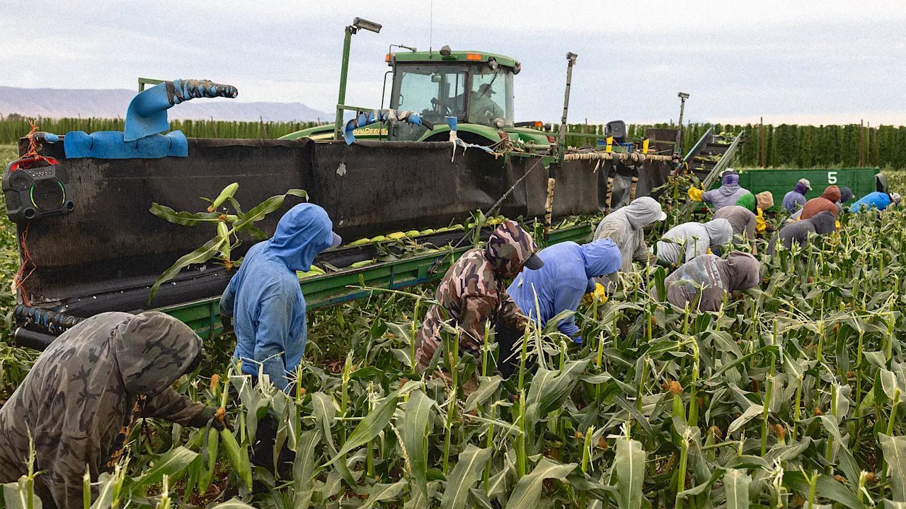 Trump’s Labor Department says Trump’s mass deportations pose ‘immediate dangers’ to our food supply